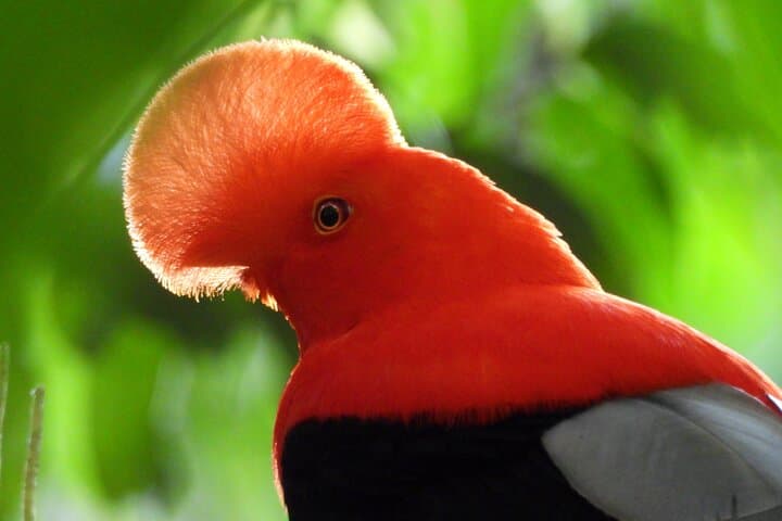 צפייה בקוֹק-של-הַרוֹק בחארדין עם מדריך מקצועי