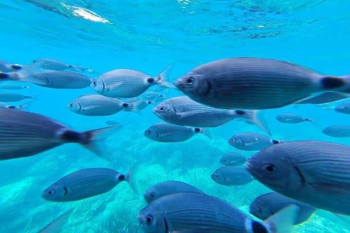 חקור את קאפ נורפאו ואת המערה הסודית: עולם תת-מימי