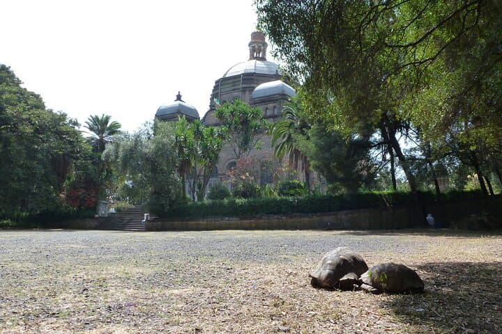 אוצרות נסתרים של אדיס אבבה - סיור אוכל, תרבות והיסטוריה