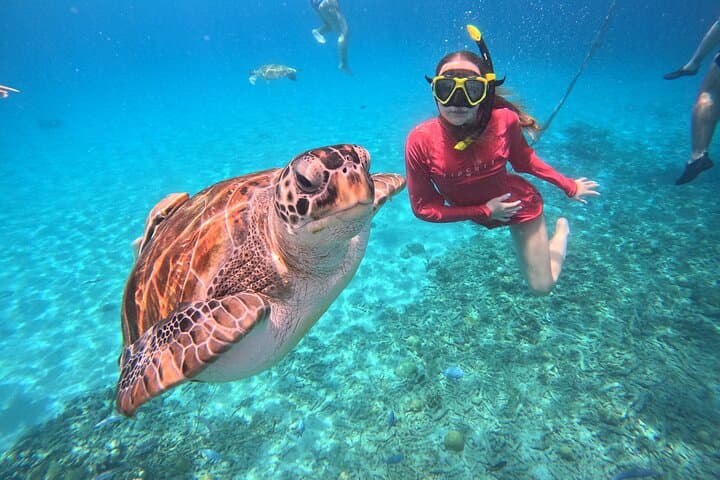 Unforgettable Sea Turtle Swim & Grote Knip Beach Escape