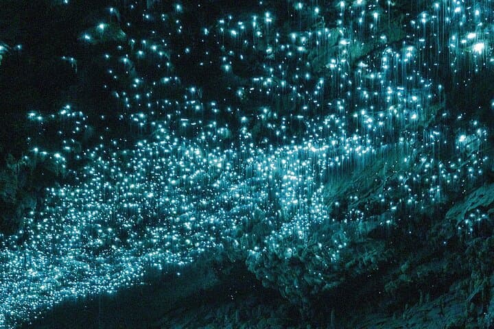 From Auckland: Spellbound, Waitomo Glowworm Cave Small Group Tour