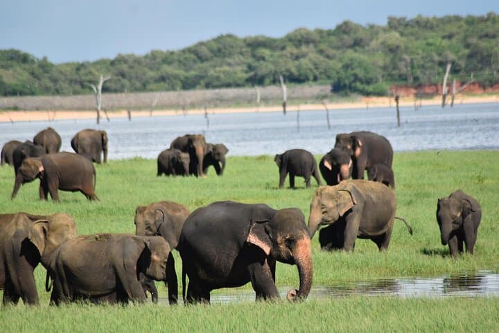 ספארי ג'יפים פרטי בפארק הלאומי מינריה לביקור בפילים