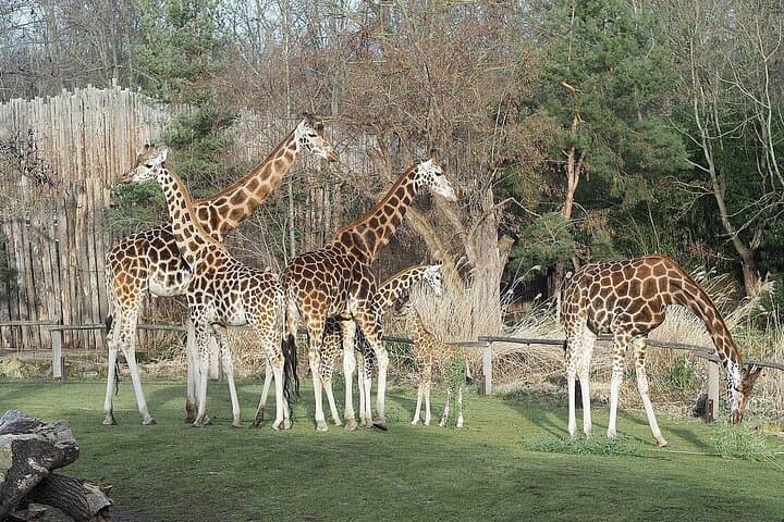 Giraffe Center, Karen Blixen, Beads and Bomas Cultural Dances