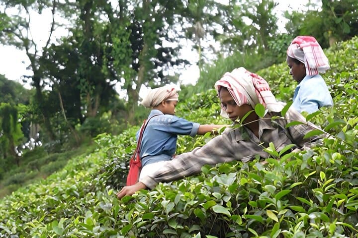Guwahati Tea Garden tour @ Amchong