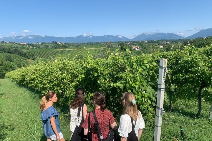 All inclusive Private Prosecco Hills Tour - 2 Wineries and Lunch.