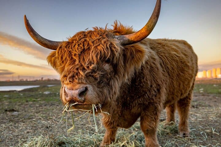 West Coast Lochs & Castles Tour - from Glasgow