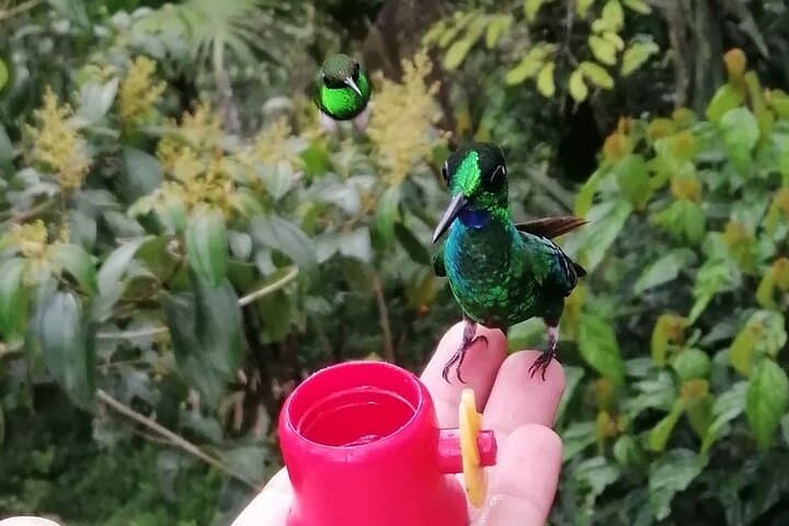 Hummingbirds sanctuary in Mindo.