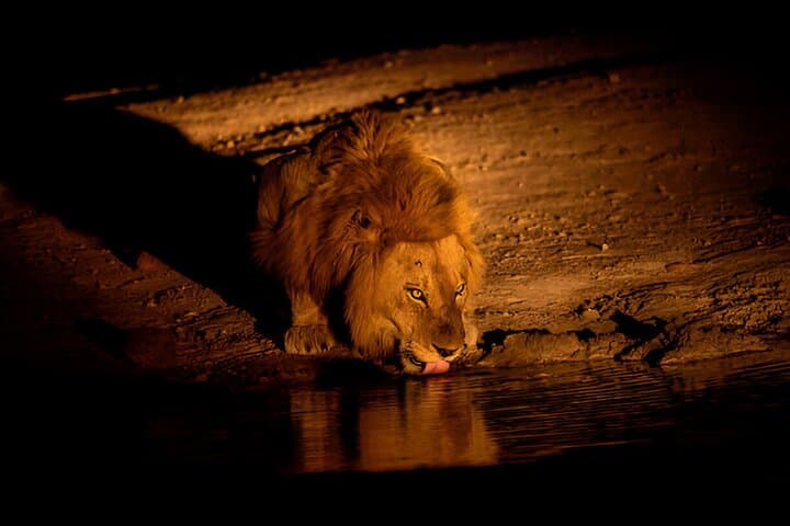 Evening Pilanesberg Night Safari Tour from Sun City