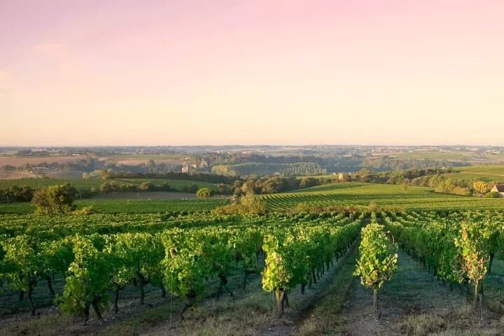 סיור חצי יום ביקבים בקוט דה נואי מדיג'ון