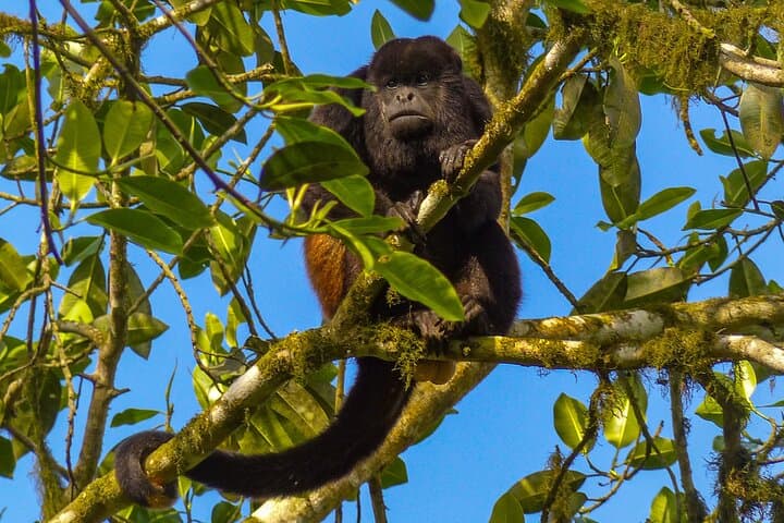 סיור טיולי פקוצ'ה
