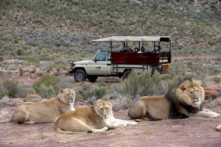 Aquila Big Five Game Reserve Safari with lunch from Cape Town