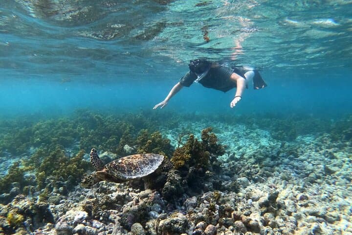 Half Day Snorkeling Coco and Felicite Island 
