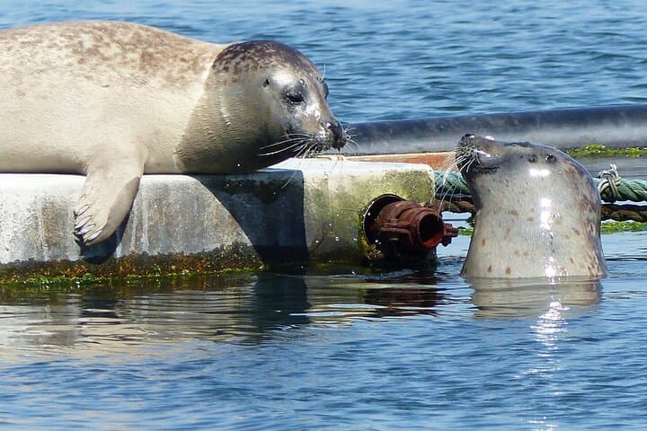 Zeeland seals Beach safari NL/DE