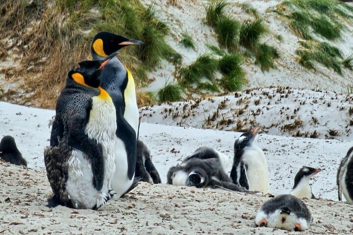  Falkland Penguin Tour Bertha Beach, Gypsy Cove Gentoos 