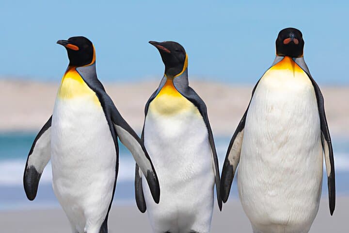 Falkland Islands Penguins Full Day Tour 
