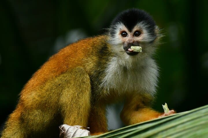 סיור נהר ומנגרוב בסיארפה