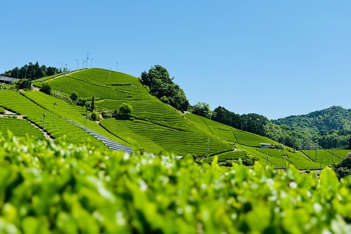 Uji and Wazuka Matcha Farm Half Day Private Guided Tour