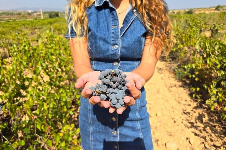 סיור אוטיאל-רקואנה: גלו את הטעמים של היין הוולנסי.
