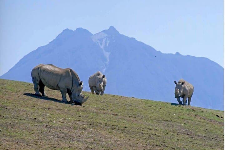 Beppu’s Best: African Safari & Beppu Hells or Yufuin Private Tour