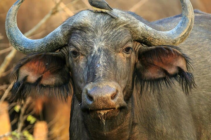 Lake Nakuru National Park Full Day Tour from Nairobi 