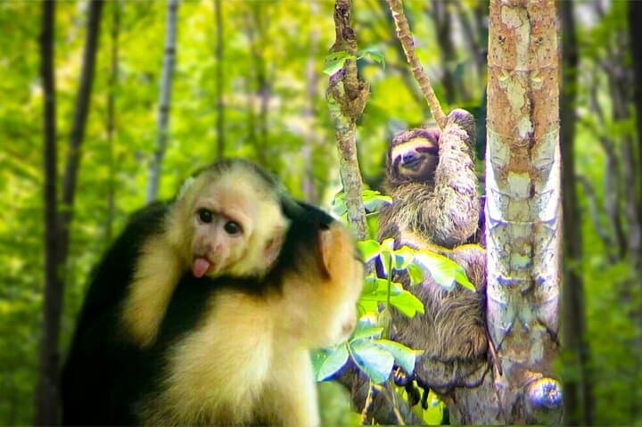 סיור בסביבת הקופים והעצלנים בג'ונגל של פנמה