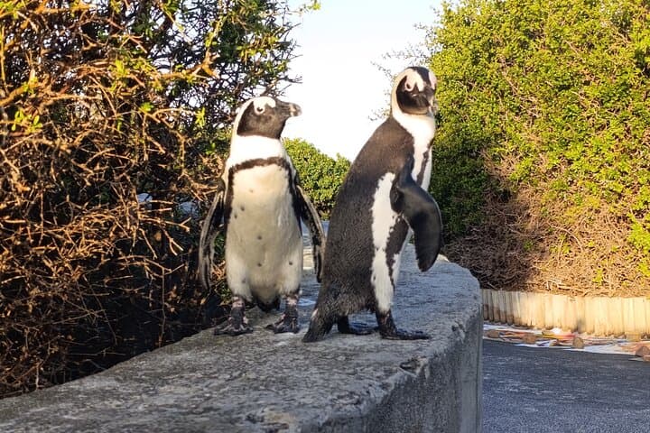 סיור קבוצתי קטן בקייפ של תקווה טובה ובחוף בולדרס