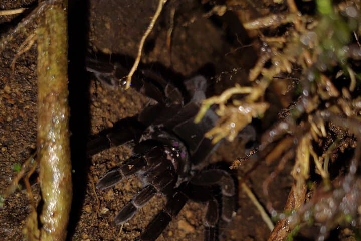 Night Walk in Mindo with professional naturalist.