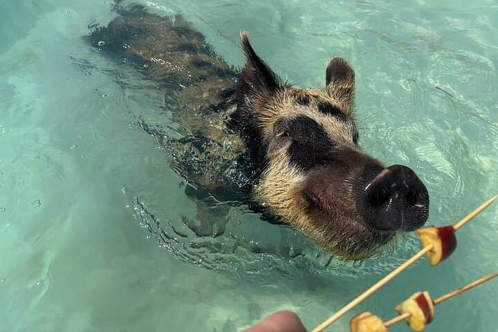  Swim with the Pigs Freeport @Creative Eco Adventures