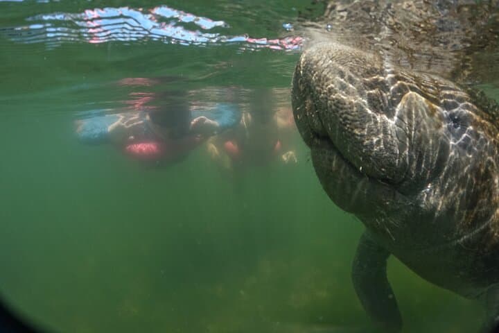 3 Hour Small Group All Inclusive Manatee Swim with free Photo pkg