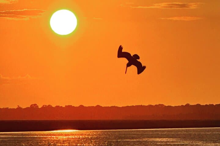 Private Morris Island Dolphin Adventure (to 12 guests)