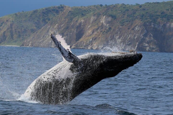 חוויית לווייתנים, אריות ים ושנורקלינג מפוארטו לופס