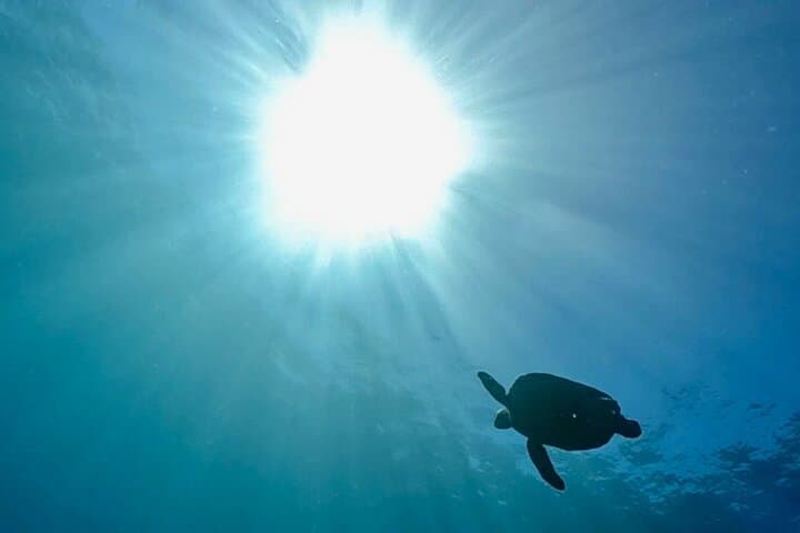 חוויות באתרי צלילה מובילים בקושימוטו