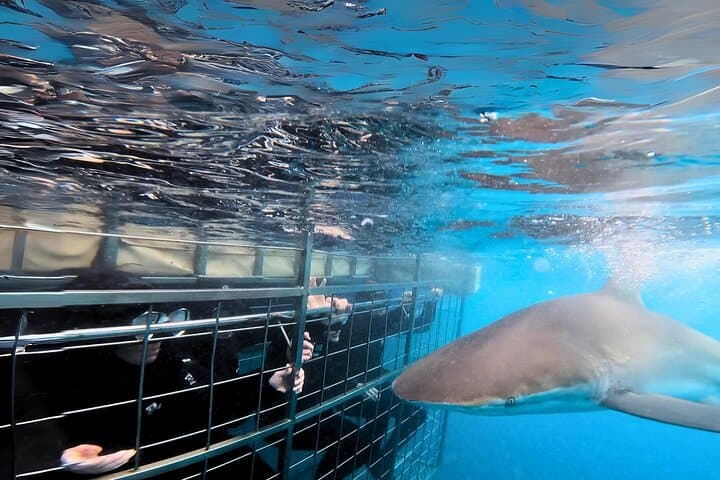 Shark Cage Diving and Viewing - Self drive