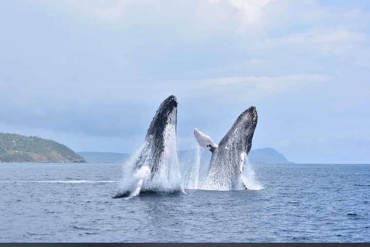 Whale watching more fell up