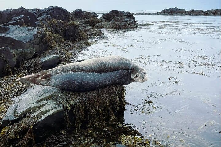 סיור פרטי ביום באיספיורדור ובפיורדים המערביים