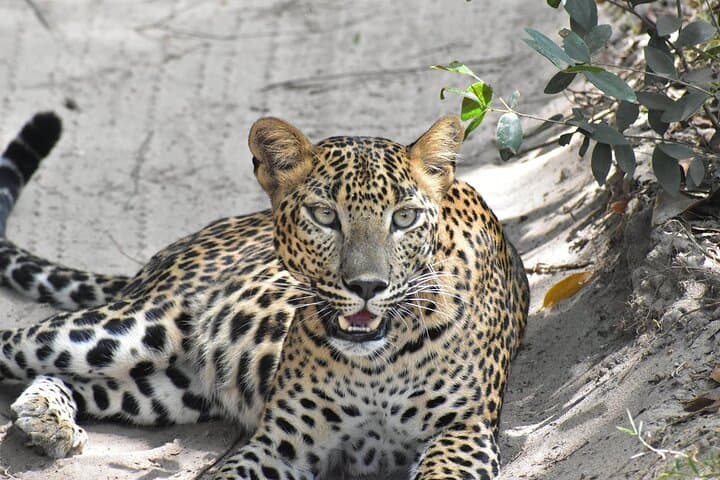 ניסיון בעיבוד גבינה מטיססמאהרמה