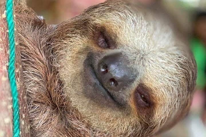 Roatan Wildlife Monkey Sloth Chocolate Rum Tasting city Tour