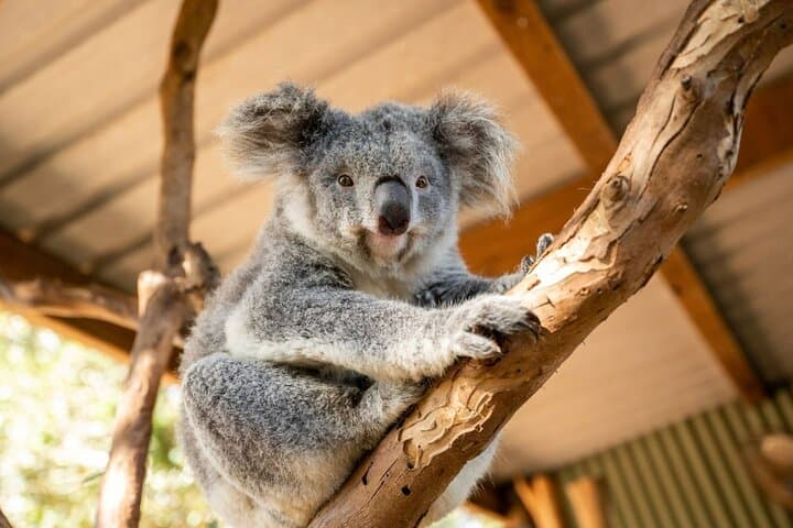 Blue Mountains Tour -Luxury, Small, ScenicWorld, Koala, Waterfall