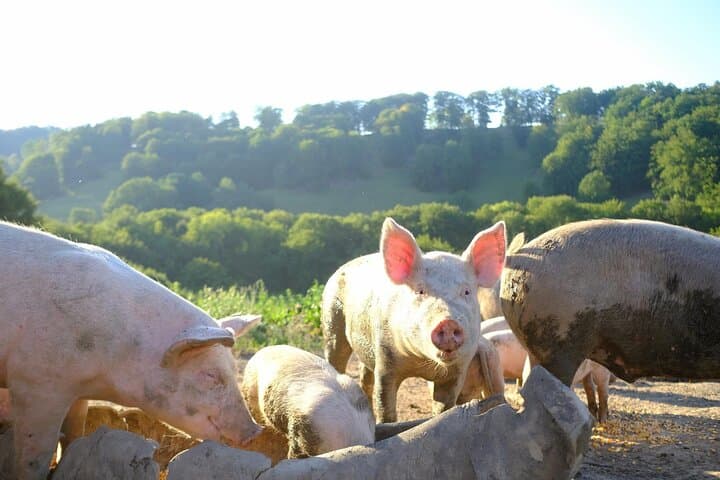 Sibiu > Rural Gastronomy and Village Crafts around UNESCO Biertan