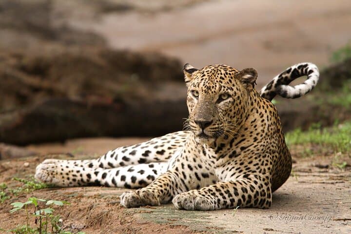 Yala safari Tours Morning /Afternoon /Fullday