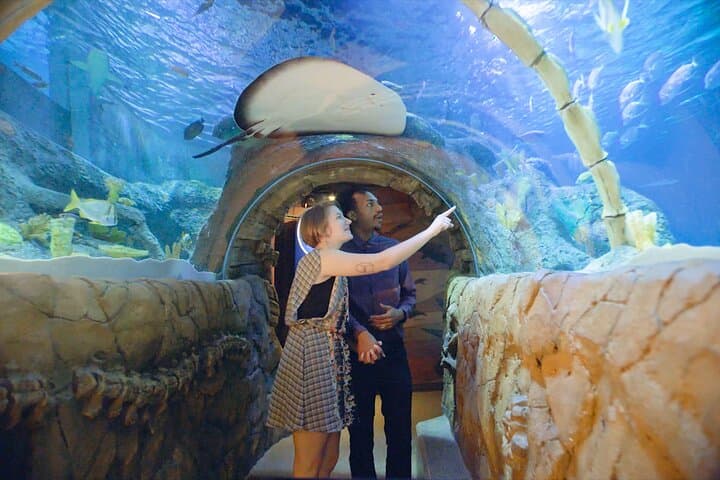 כרטיס כניסה לאקווריום SEA LIFE מישיגן