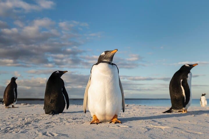 Private Falkland Island Wildlife Tour in Bertha Beach and Stanley
