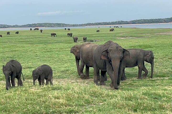 פארק מינריה הלאומי | ספארי פרטי