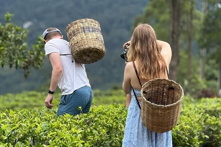 Tuk Tuk Nuwara Eliya Tea Falls Adventure