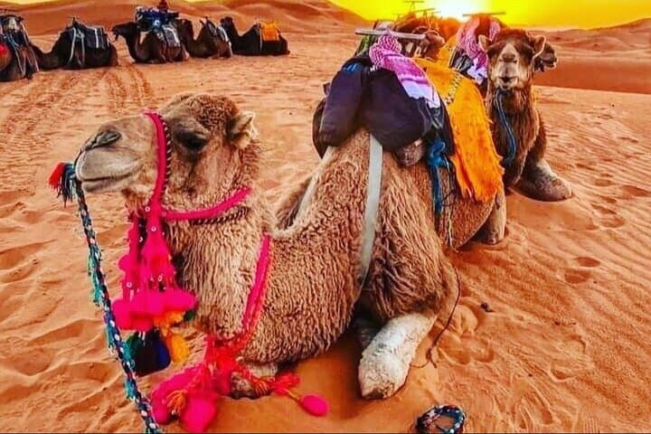 Merzouga Desert – Camel Ride & Overnight in the Camp