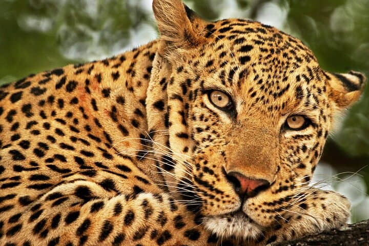 סיור ספארי בפארק הלאומי יאלה מנמל המבורנטה