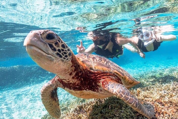 שנורקלינג עם צבי ים במפרץ מיאקו באוקינאווה כולל איסוף והחזרה חינם