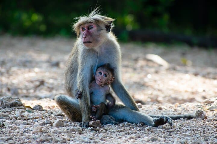 Udawalawe National Park — 4-Hour Private Jeep Safari (Pickup)