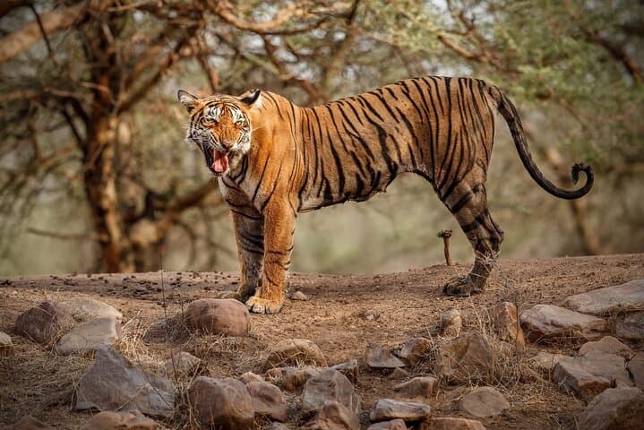 Ranthambore Tiger Safari : Wilderness Experience India