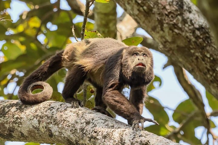 Howler Monkey Trail and Cacao Farm Experience from Guayaquil